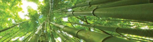 Bamboo Initiative