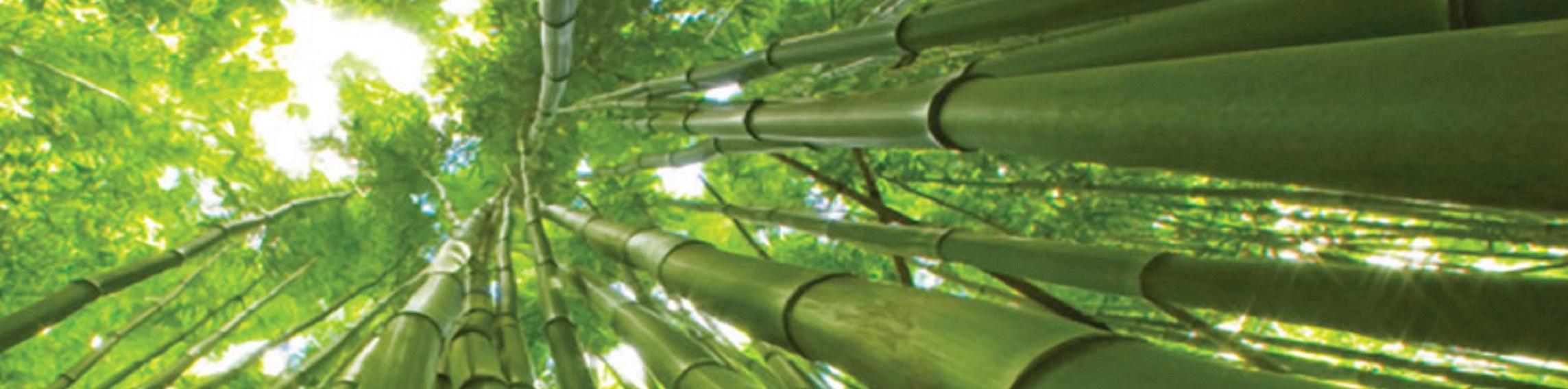 Biombo de bambú . Fidji