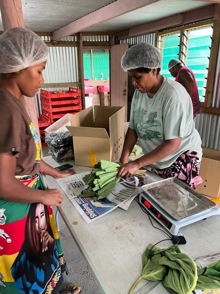 workers wrap taro leaves in newspaper to preserve freshness during export packaging.